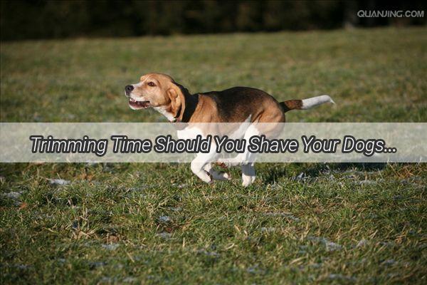 Trimming Time Should You Shave Your Dogs Paws to Perfection